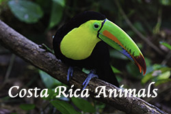 Costa_Rica_Animals