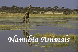 Namibia_Animals